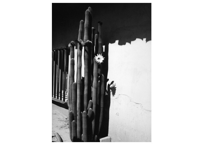 Cactus Mission San Miguel - Ca