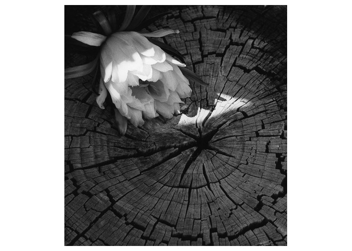 Catus Stump - Mission San Miguel