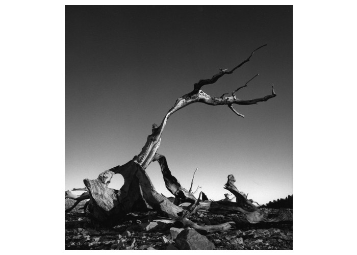 Crumbling Bristolcone Tree