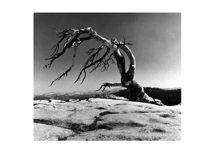 Dead Pine on Sentinal Dome YNP