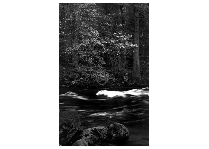 Dogwood Tree on Merced River YNP