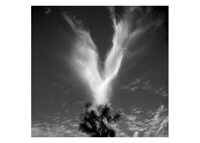 Joshua Tree & Clouds