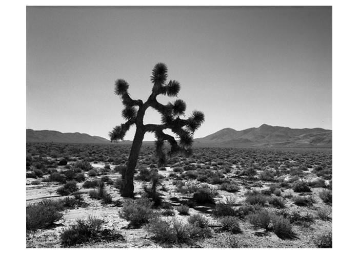 Joshua Tree near Death Valley