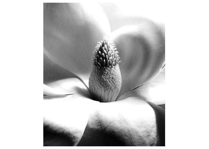 Magnolia Blossom