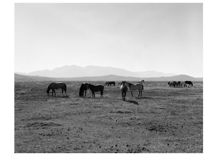 Mustangs and sunrize