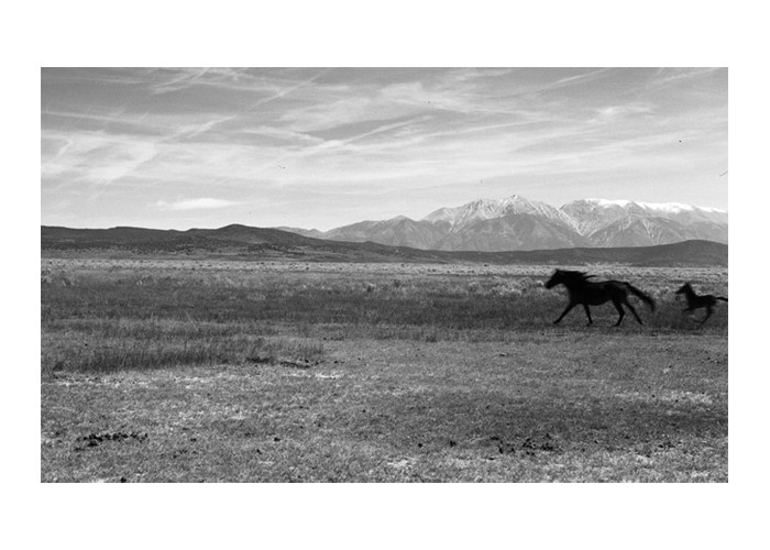 Mustangs east of Mono Lake