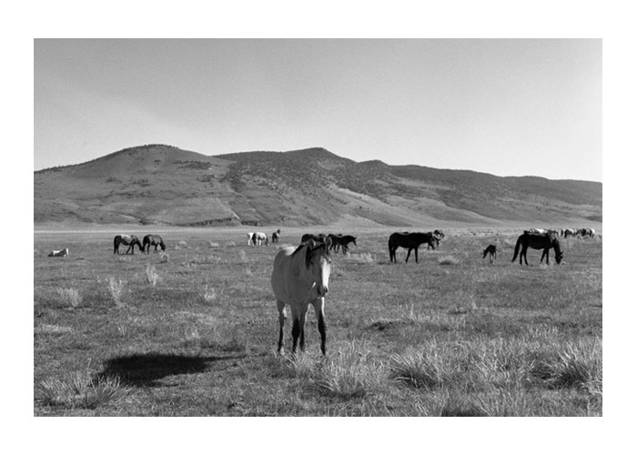 Mustangs Grazing