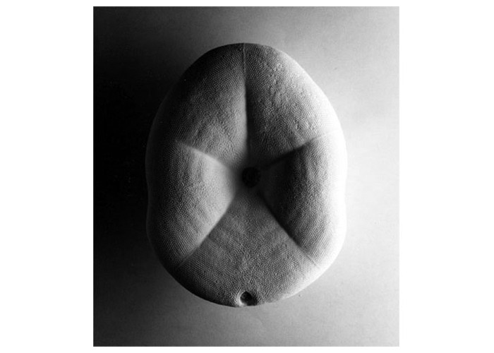 Sand Dollar