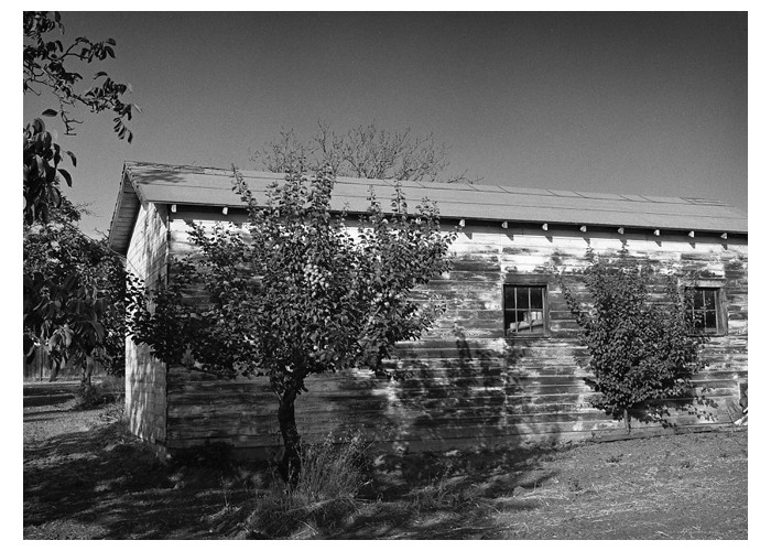 Shed in Santa Clara Valley Orchard