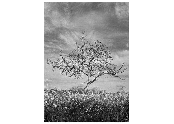 Walnut Tree Santa Clara Valley