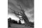 Bristlecone Ghost Tree one
