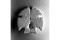 Sand Dollar Two