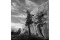 Tree and Shadow Utah